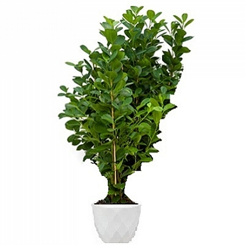 XL Ficus Moclame (1,9m)