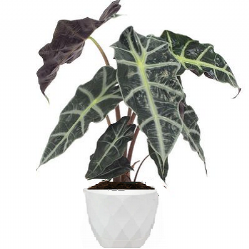 Aλοκάσια Polly