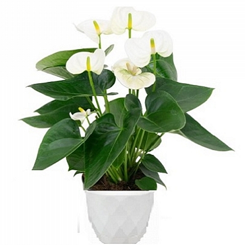 Aνθούριο Λευκό