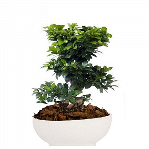 Bonsai Gingseng σε οβάλ κεραμικό κασπώ