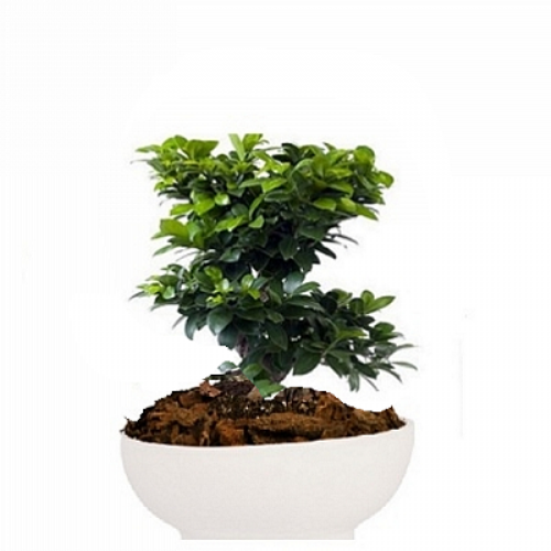Bonsai Gingseng σε οβάλ κεραμικό κασπώ