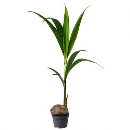 Coconut Palm 1.3m