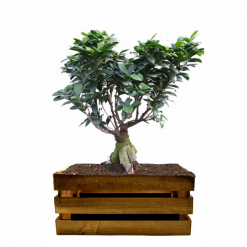 Bonsai Ficus Gingseng 