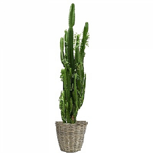 Euphorbia in wicker basket