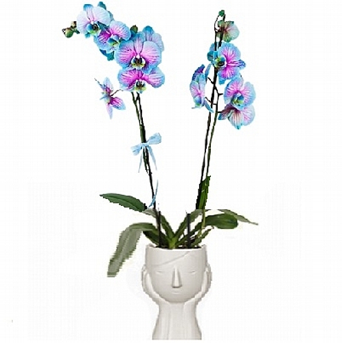 Blue/pink orchid in ceramic pot-face