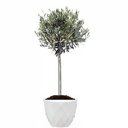 Olive tree 1m