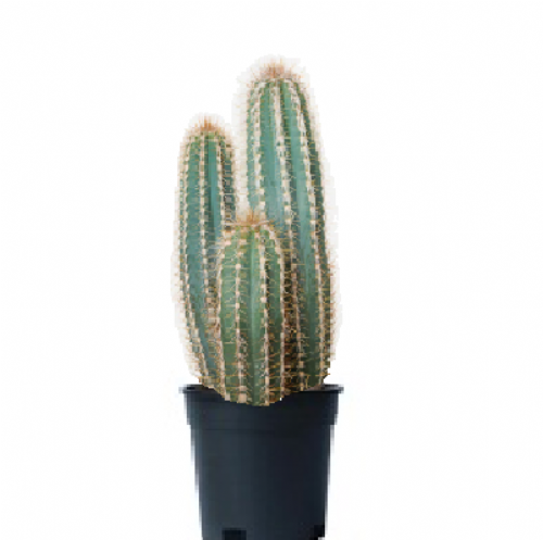Κάκτος Pilosocereus