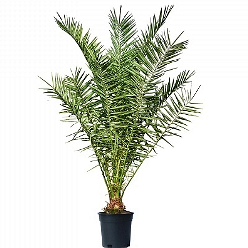xl Φοίνικας Canariensis (2,2m)